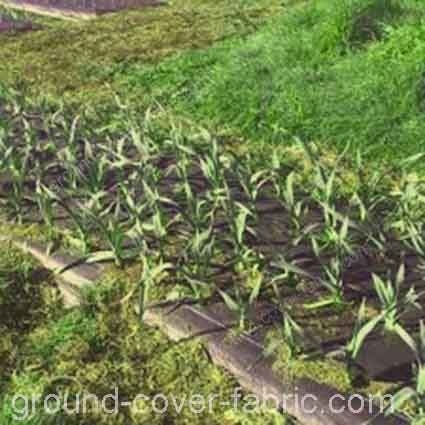field with groundcover nonwoven fabric