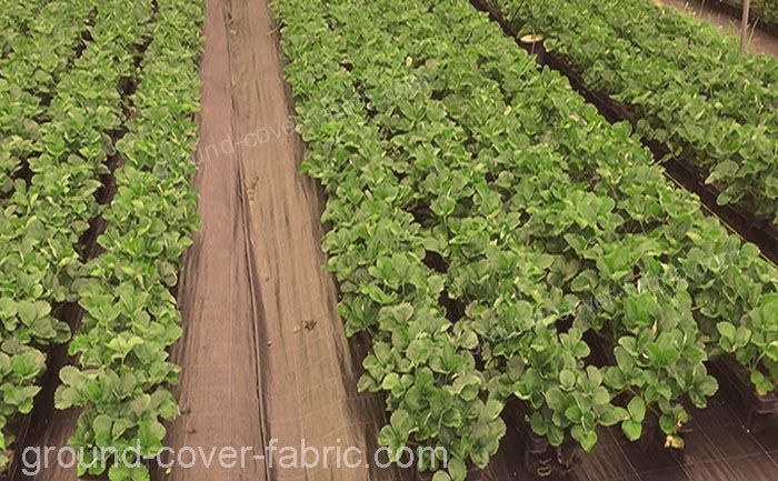 Ground Cover Fabric Anti-Weed Protection on cultivation