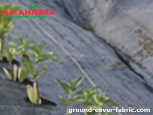 weed fabric used in cropfield